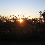 sunsetover vines